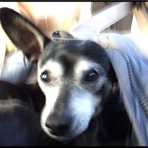 Meet your Posher, Morgan